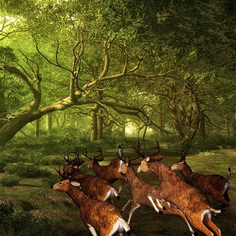 Download Red Deer Deer Roe Deer Royalty Free Stock Illustration