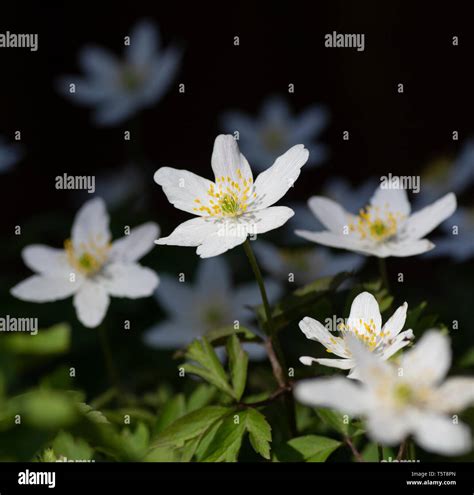 Holz Anemonen Anemone Nemorosa Stockfotografie Alamy