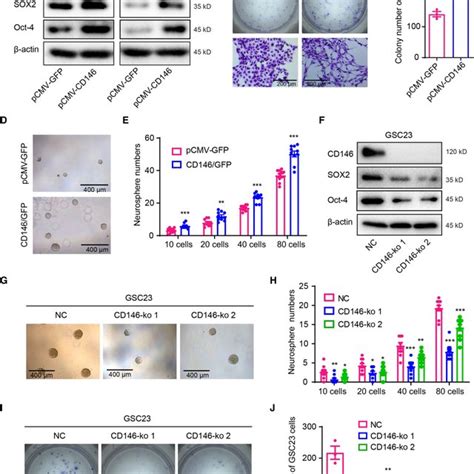 Cd Promotes Stemness In Gbm Cells A Western Blots Showing Increased