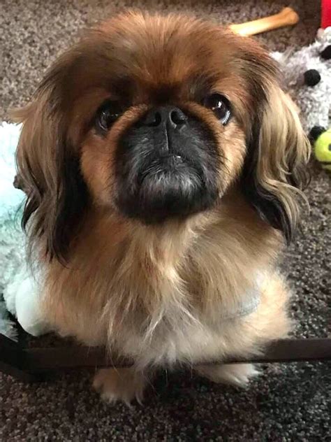 15 Realities That New Pekingese Owners Must Accept Artofit