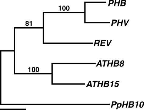 Radial Patterning Of Arabidopsis Shoots By Class III HD ZIP And KANADI