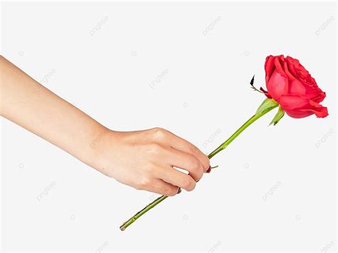 Holding Roses In Hand Png Vector Psd And Clipart With Transparent