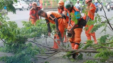 Antisipasi Pohon Tumbang