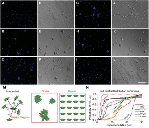 Nearest Neighbor Analysis Of BMSCs Cultured On PDL And Virus