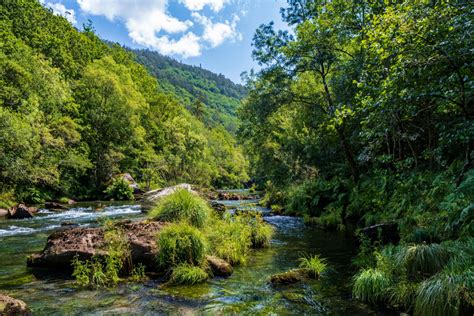 Los Ocho Bosques M S Bonitos De Espa A Para Visitar En Oto O Planes