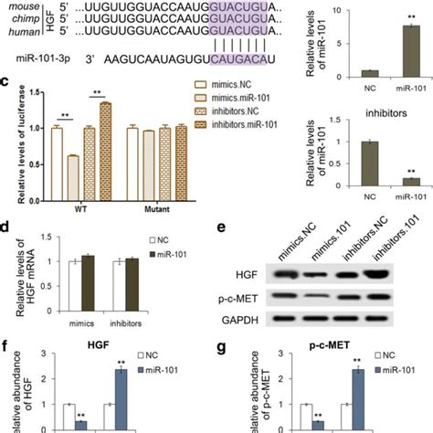 Hgfc Met Signaling Cascades Notes Upon Binding Of Hgf To Its