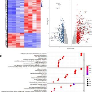 Identification Of Differentially Expressed Genes DEGs A