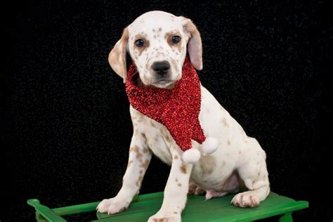 Long-Haired Dalmatian – All The Breed Information You Need