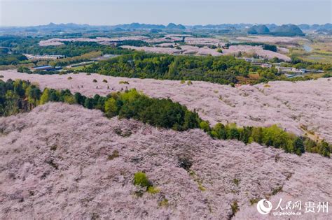 In Pics Cherry Blossoms Bloom In Sw Chinas Guizhou 2 Peoples