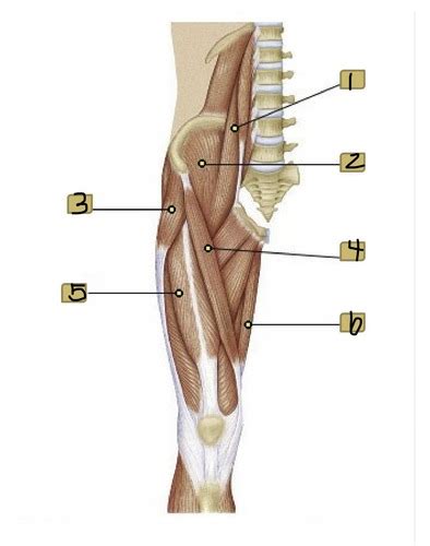 Anatomy 1 Muscle Practical Flashcards Quizlet