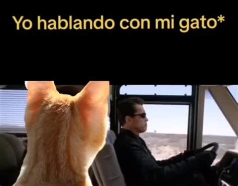 Ahora Que Estamos Solos Gato No Tengas Miedo A Hablarme Meme Subido Por Josealvarez99