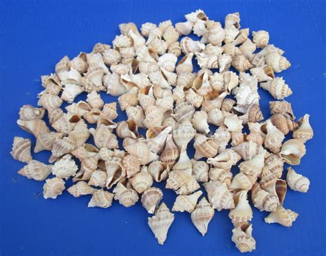 Wholesale Small Crown Conch Shells