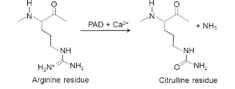 Peptidylarginine Deiminase Catalyzed Citrullination Pad Is Activated