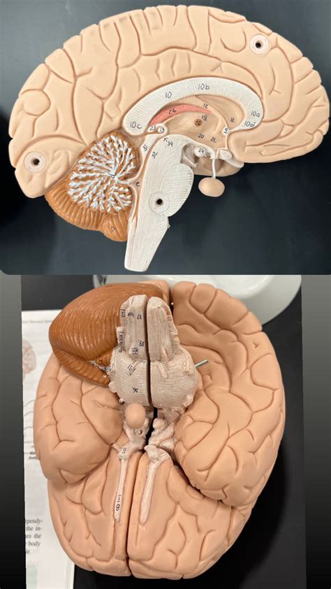 Brain Part Diagram Quizlet