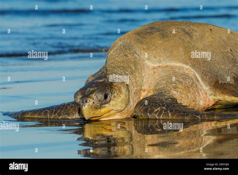 La Tortuga Olive Ridley Llega A Tierra Para Cavar El Nido Y Poner