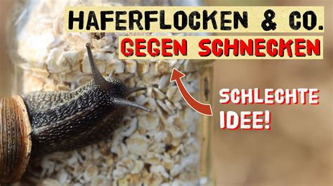 Schneckenplage 2024 Nicht Jeder Tipp Hilft Gegen Schnecken Im