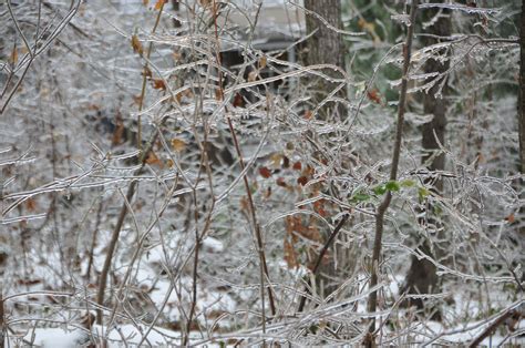 Free Images Tree Nature Branch Snow Winter Leaf Frost Wildlife