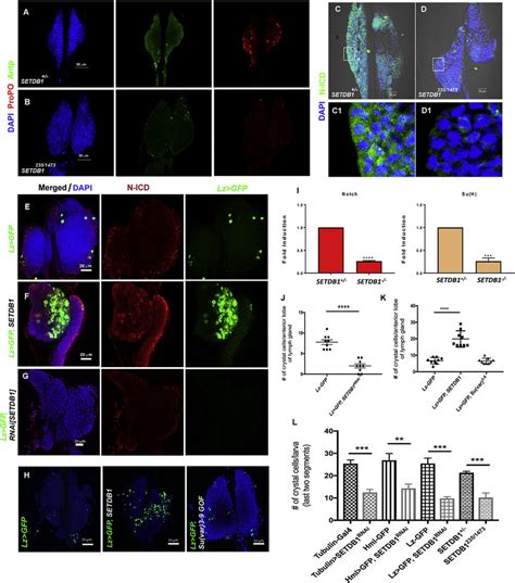 Setdb1 Affects Crystal Cell Differentiation And Notch Pathway Anterior