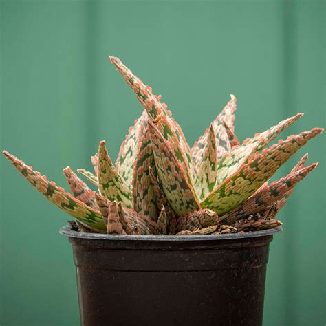 Aloe Pink Blush Vivero Vitaflor