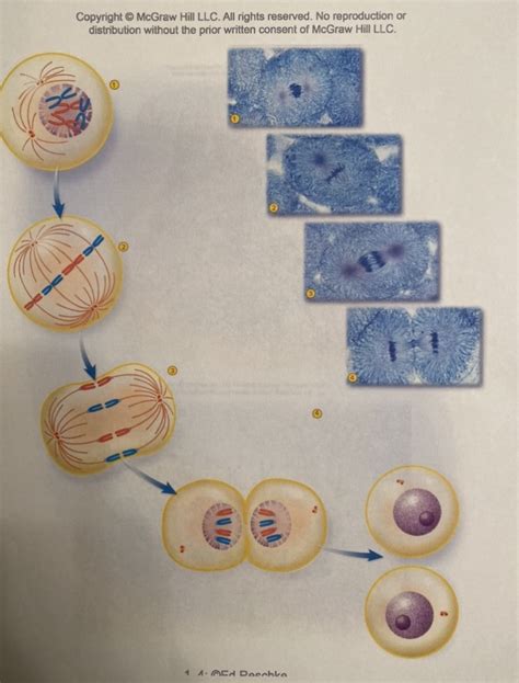 Cell Cycle Diagram Quizlet