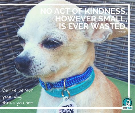 10 Ways You And Your Dog Can Help Spread Kindness Pethub