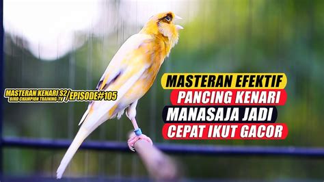 105 Masteran Suara Burung Kenari Gacor Panjang Cuit Cuit Ngerol Untuk