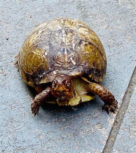 614 best Box Turtle images on Pholder | Turtle, Herpetology and Turtles