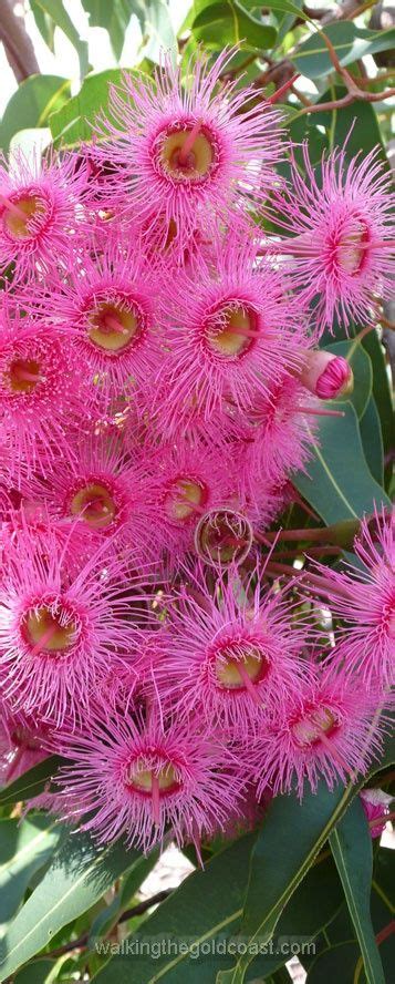 Flowering Gum Tree Flowering Trees Plants Australian Flowers