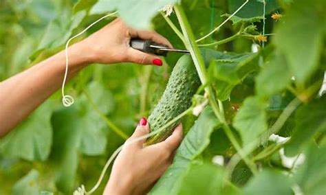 Los pepinos serán la clase más alta cómo sembrar recoger plantar