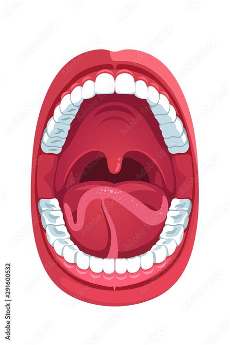 Oral cavity. Human open mouth anatomy model Stock Vector | Adobe Stock