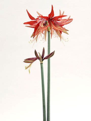 Stunning Amaryllis Varieties To Plant Right Now Amaryllis