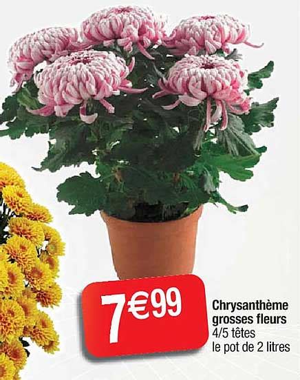 Promo Chrysanth Me Grosses Fleurs Chez Cora Icatalogue Fr