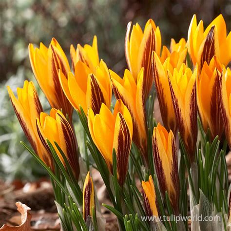 Crocus Bulbs | Buy Crocus Bulbs | Fall Planted Bulbs