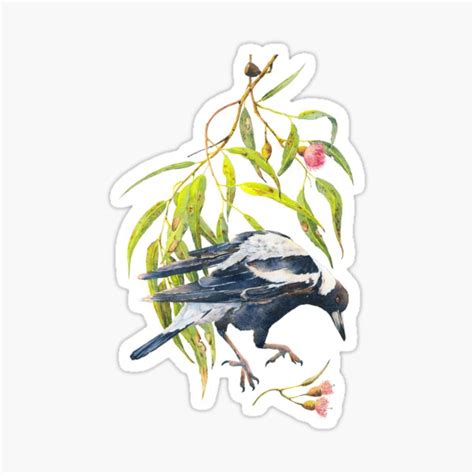 Jump Australian Magpie And Eucalyptus Watercolor Sticker For Sale By