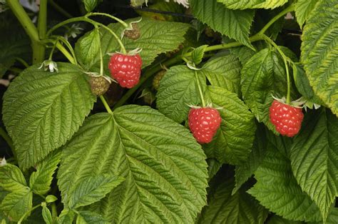 Raspberry Pests And How To Get Rid Of Them