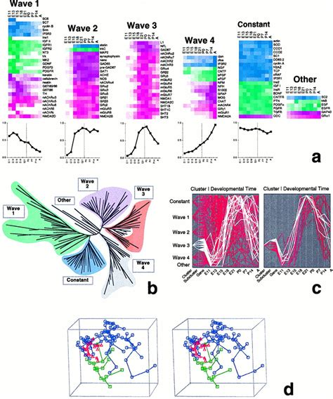 Large Scale Temporal Gene Expression Mapping Of Central Nervous System