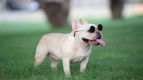 Buldogue Francês Veja Cuidados Essenciais Com A Raça Bicho Ideal