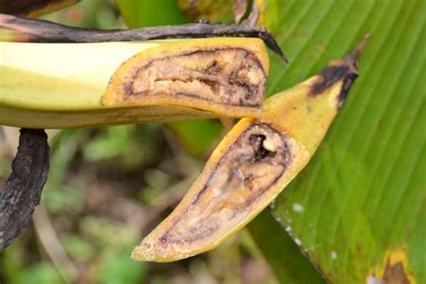 Suelos ContaminaciÓn De Moko En Plantaciones De PlÁtano