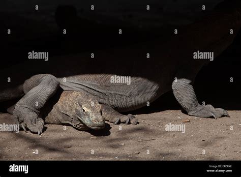 Komodo Drachen Varanus komodoensis unter einem Stelzengebäude auf der