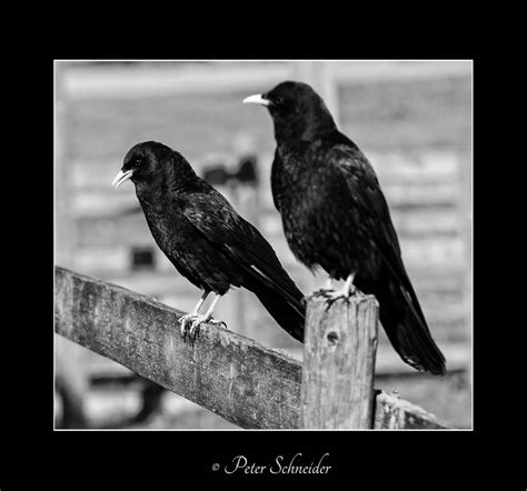 Couple By Phototubby On Deviantart