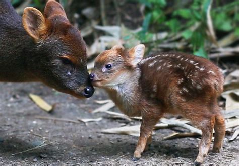 Baby Pudu Deer