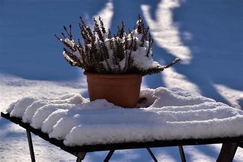 Ces Erreurs Que L On Fait Tous Avec La Protection Des Plantes Contre