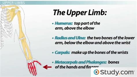 Appendicular Skeleton Definition Function And Anatomy Lesson