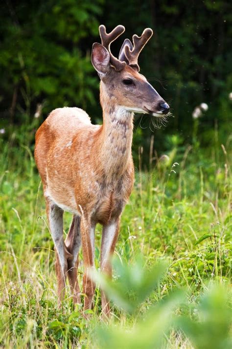 De Oostelijke Damhinde Van Herten Whitetail Stock Foto Image Of