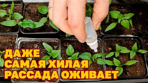 ТРИ КАПЛИ ПОД КОРЕШОК КОРЕНАСТАЯ РАССАДА ЧЕМ ПОДКОРМИТЬ /ОТ ЧЕРНОЙ ...