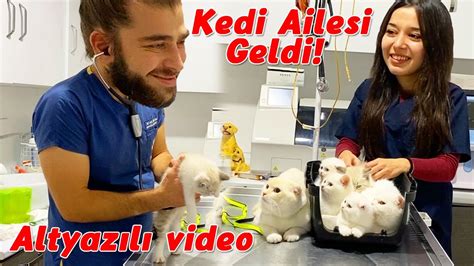 KEDİ AİLESİ Anne Kedi Baba Kedi ve Bebek Kediler Hep Beraber