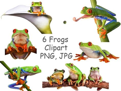 Frog PNG Tree Frogs Clipart With Transparent Background Cute - Etsy