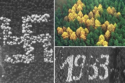 The Mysterious Nazi Trees That Grow Into Swastika In A German Forest