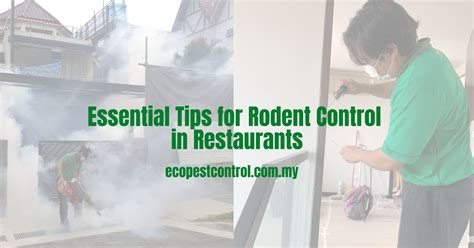 Essential Tips For Rodent Control In Restaurants