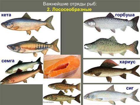 Чем отличается семга от горбуши